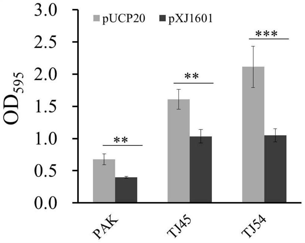 A reporter gene system for screening biofilm inhibitors