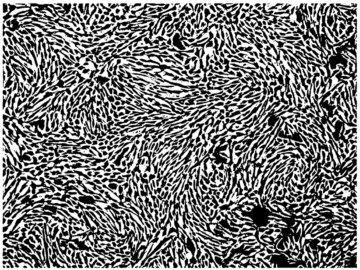 Efficient mesenchymal stem cell culture solution without serum component