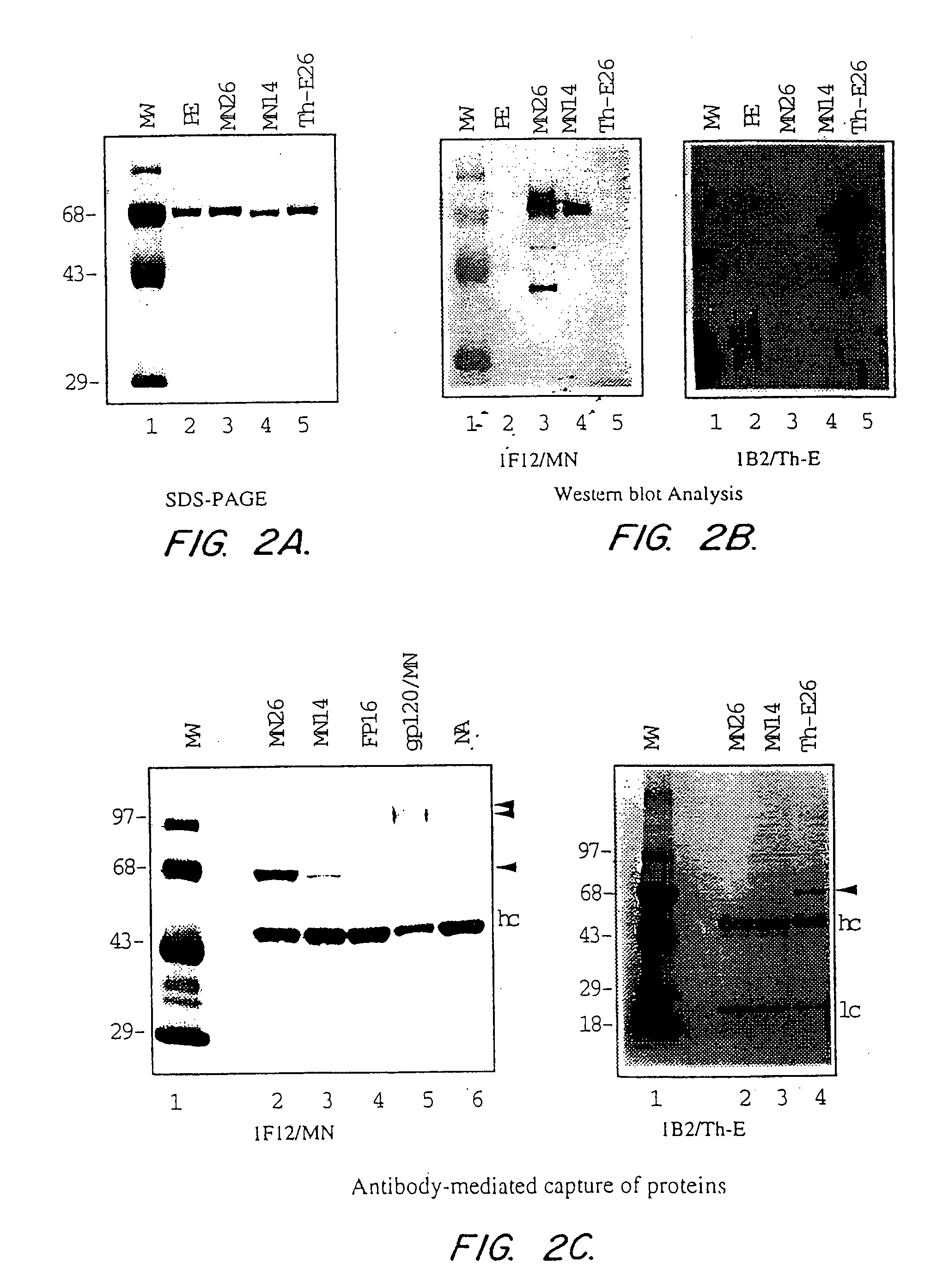 <i>Pseudomonas </i>exotoxin A-like chimeric immunogens