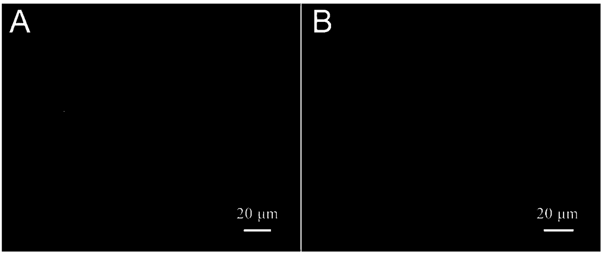 Chip device for three-dimensional cell culture and in-situ real-time monitoring of cardiac muscle tissues and application thereof