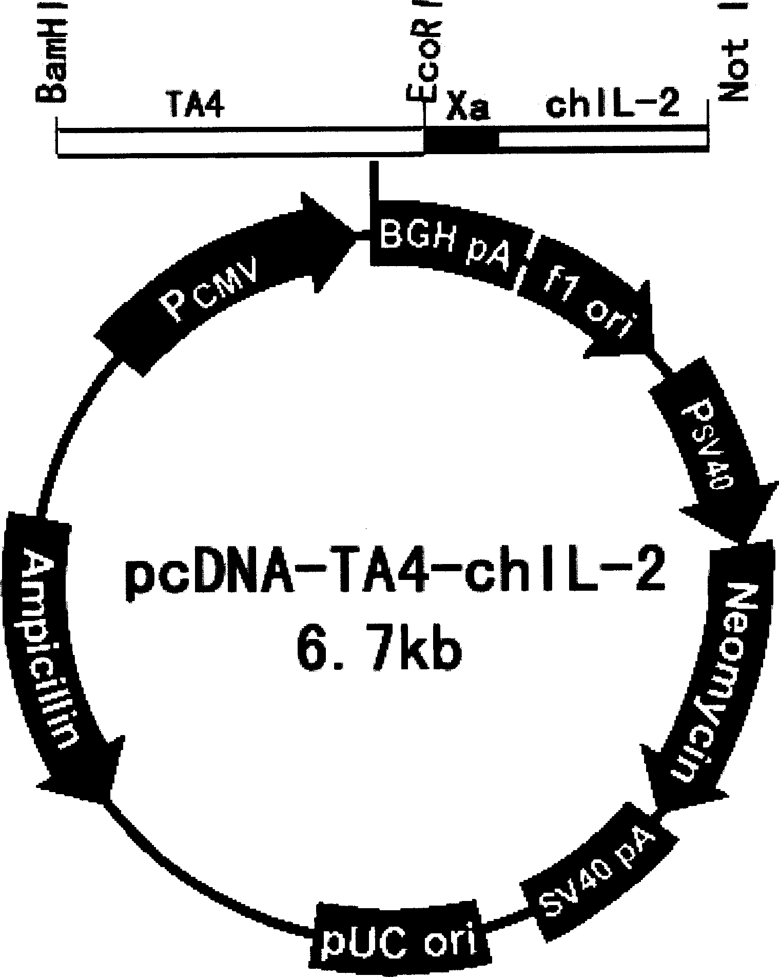 Immunity regulating type DNA vaccine for preventing and treating chicken coccidiosis