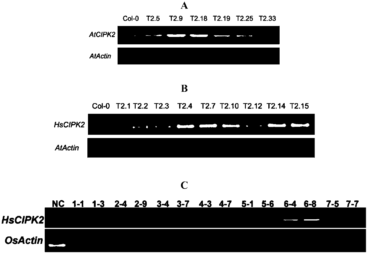 Application of CIPK2 to improvement of mercury resistance/tolerance ability of rice