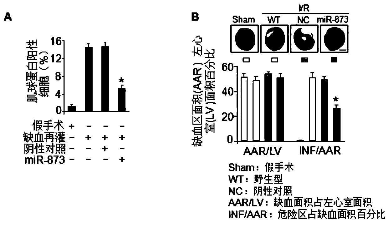 A pharmaceutical composition containing miRNA-873 and its application