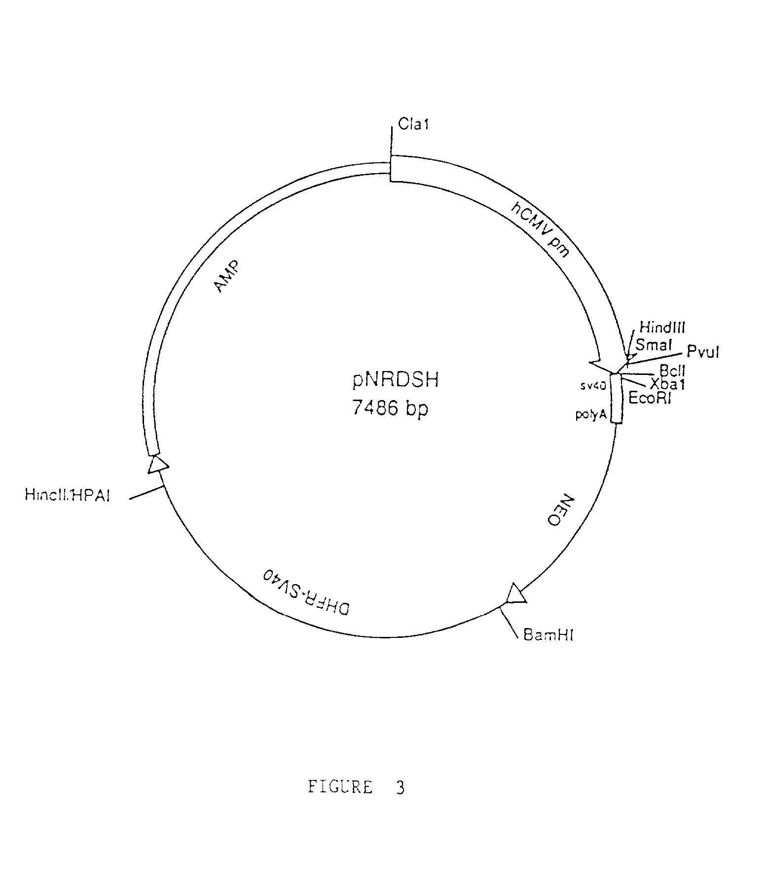 CTLA4-Cgamma4 fusion proteins