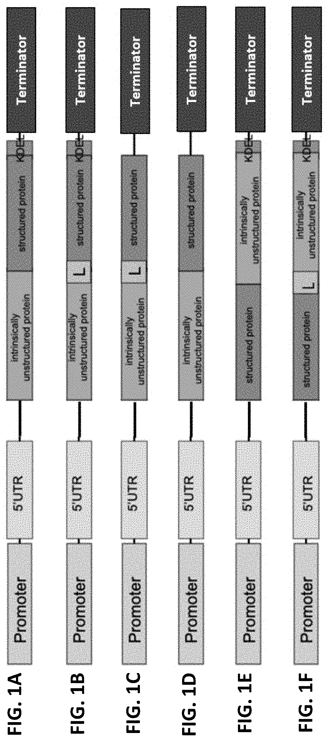 Recombinant fusion proteins for producing milk proteins in plants