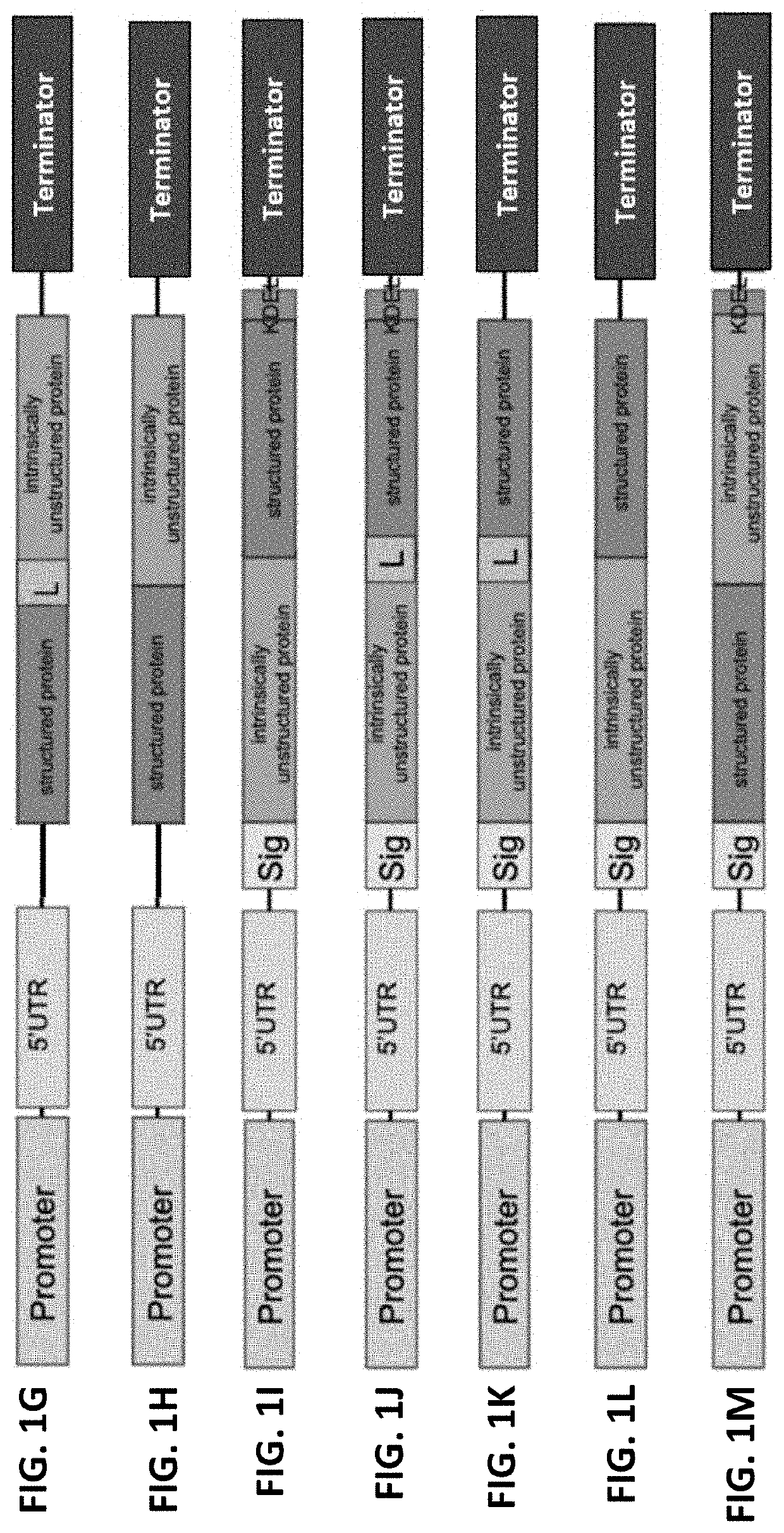 Recombinant fusion proteins for producing milk proteins in plants