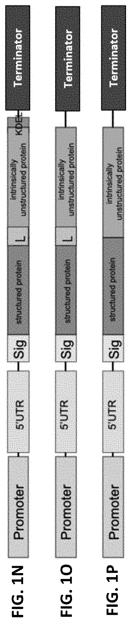 Recombinant fusion proteins for producing milk proteins in plants