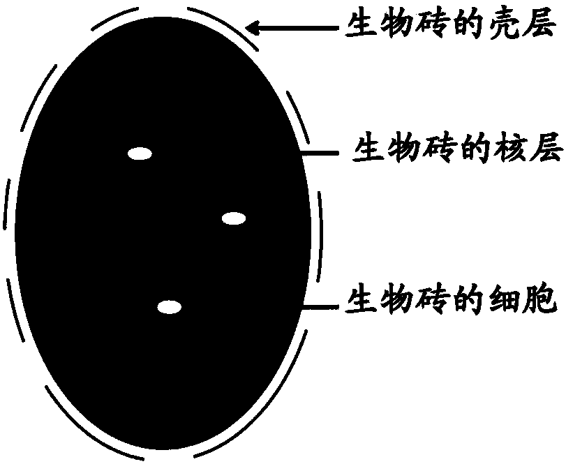 Biological brick containing endothelial cells and application of biological brick