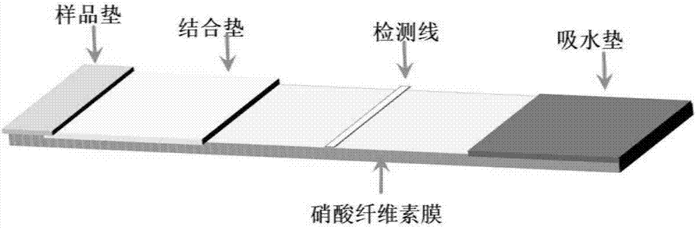 Biological probe, test strip for detecting furazolidone and applications thereof