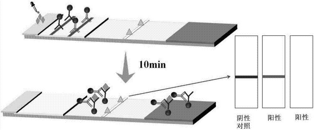 Biological probe, test strip for detecting furazolidone and applications thereof