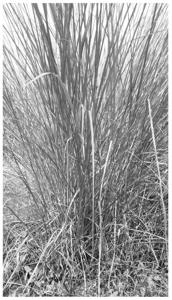 A method for improving the survival rate of sugarcane wild species resource conservation