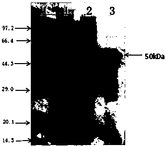 G enterovirus detection antibody double sandwich ELISA detection kit