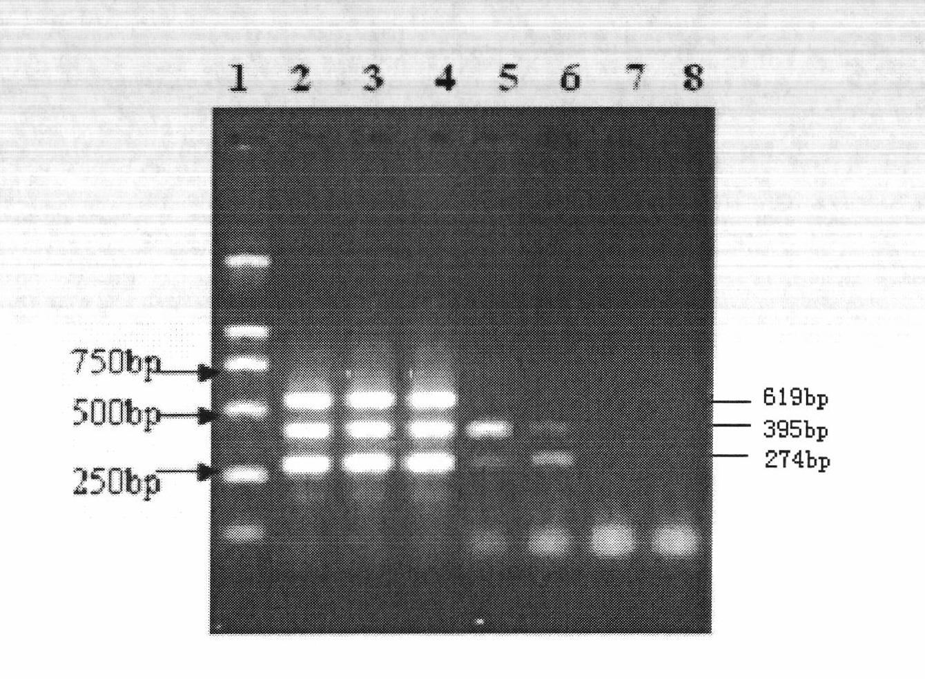 Kit for detecting swine fever viruses and detection method