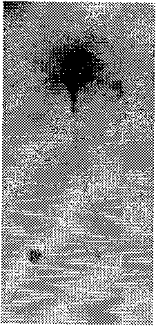 Sperm nucleoprotein lysate