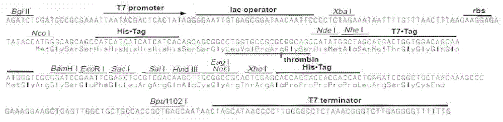 Application of EDTA (ethylene diamine tetraacetic acid) in improving exocytosis volume and expression volume of escherichia coli recombinant protein