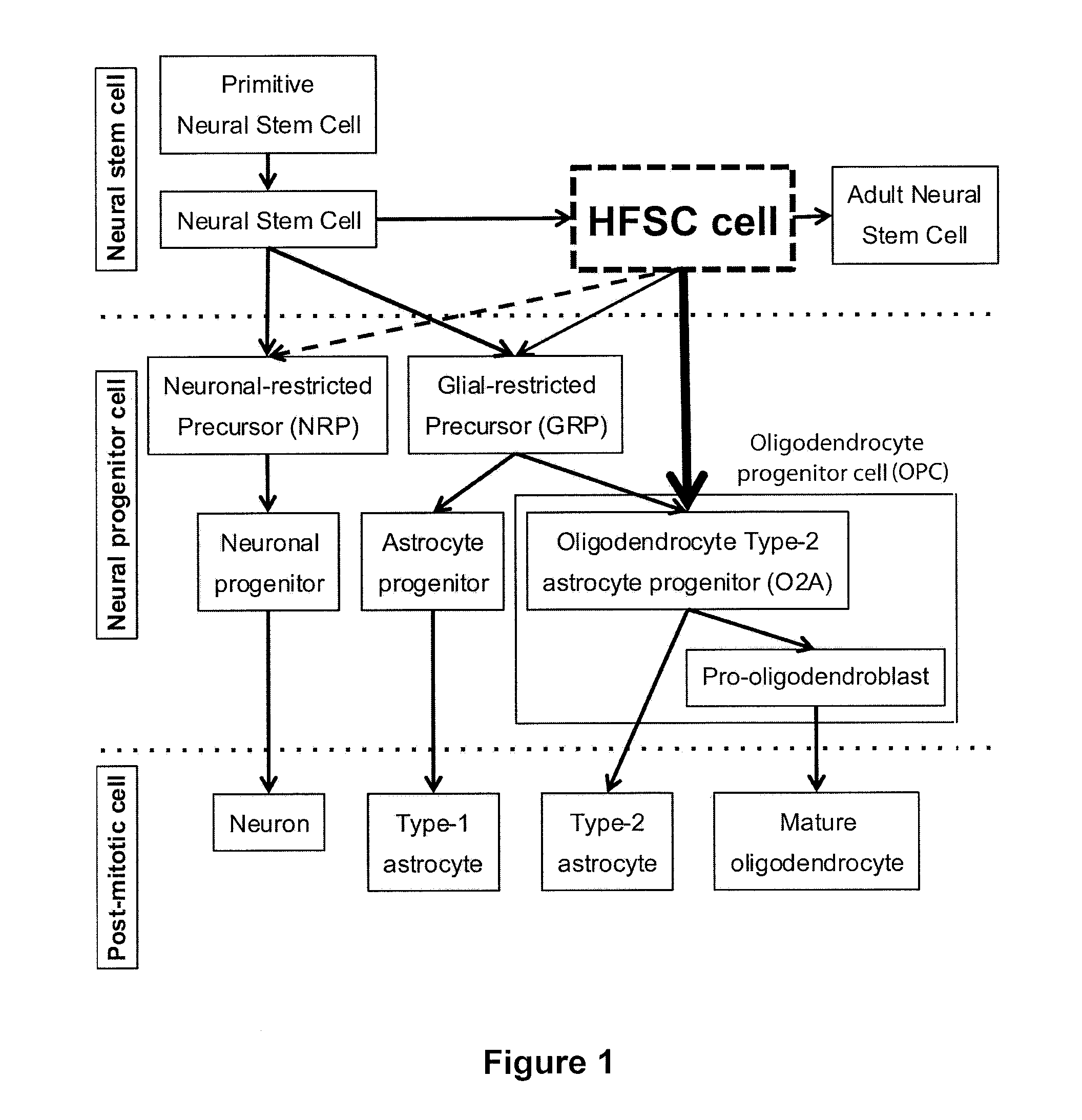 Culture method to obtain and maintain a pure or enriched population of mammalian neural stem cells and/or neural/progenitor cells that are prone to differentiate into oligodendrocyte-lineage cells in vitro