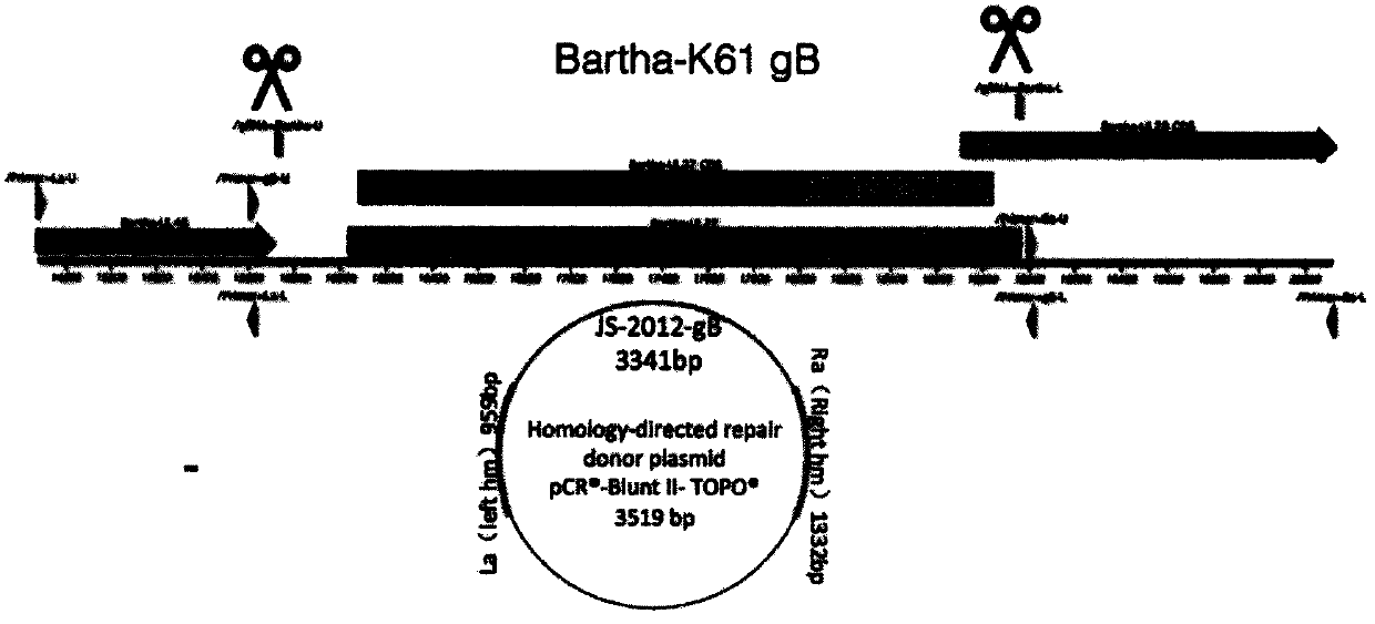 Pseudorabies virus genetically engineered gb recombinant attenuated vaccine strain and its application