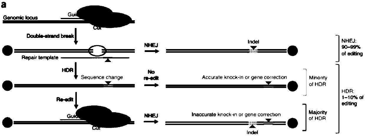 CRISPR single-base restoration system and application thereof