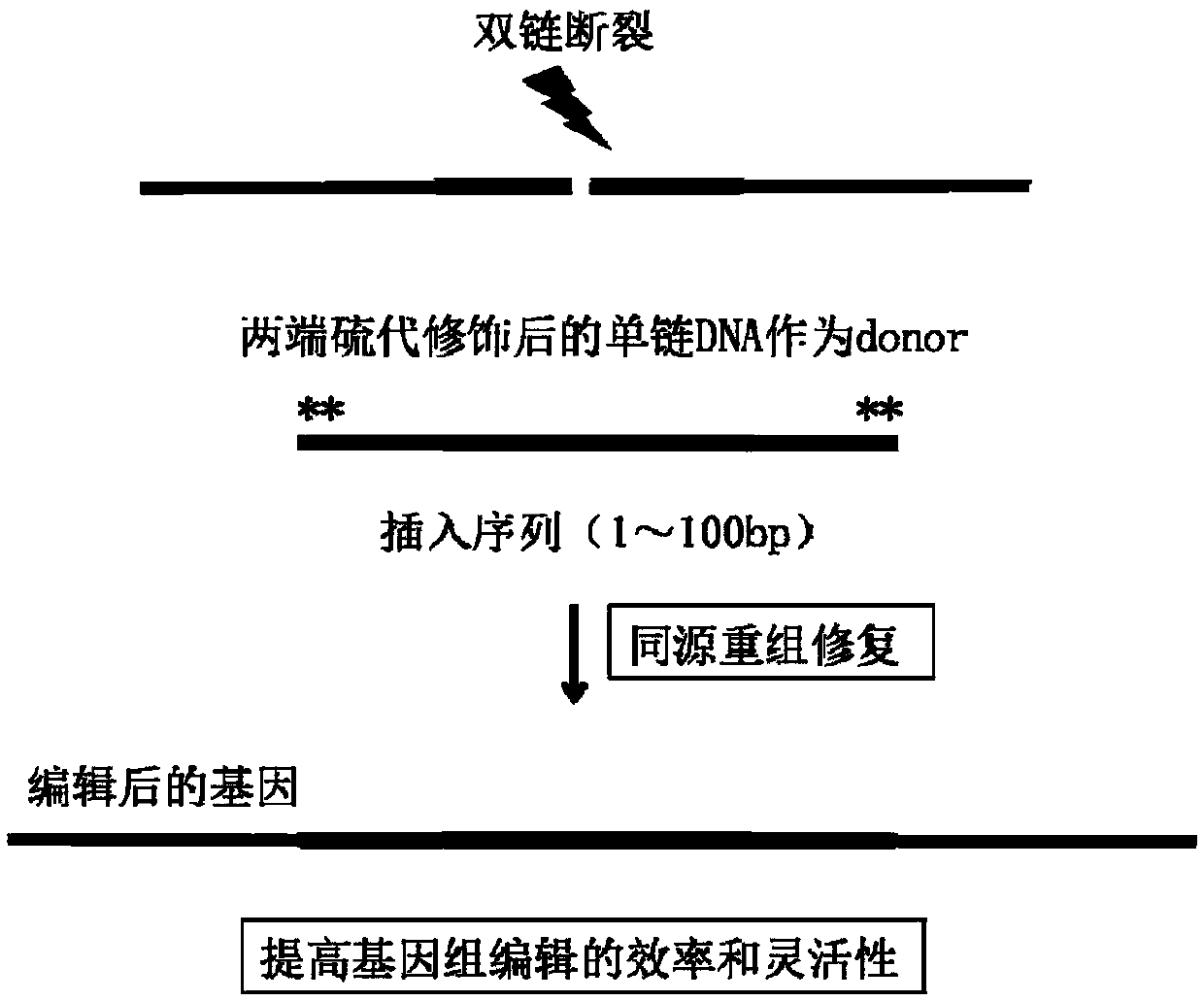 CRISPR single-base restoration system and application thereof