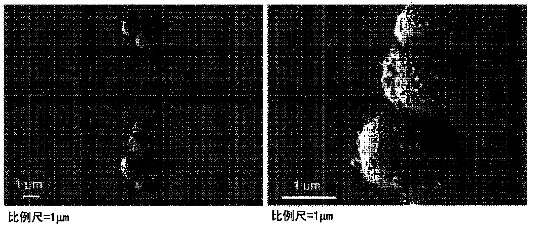 Extracellular vesicles derived from gram-positive bacteria and uses thereof