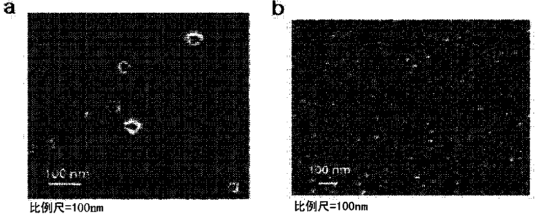 Extracellular vesicles derived from gram-positive bacteria and uses thereof