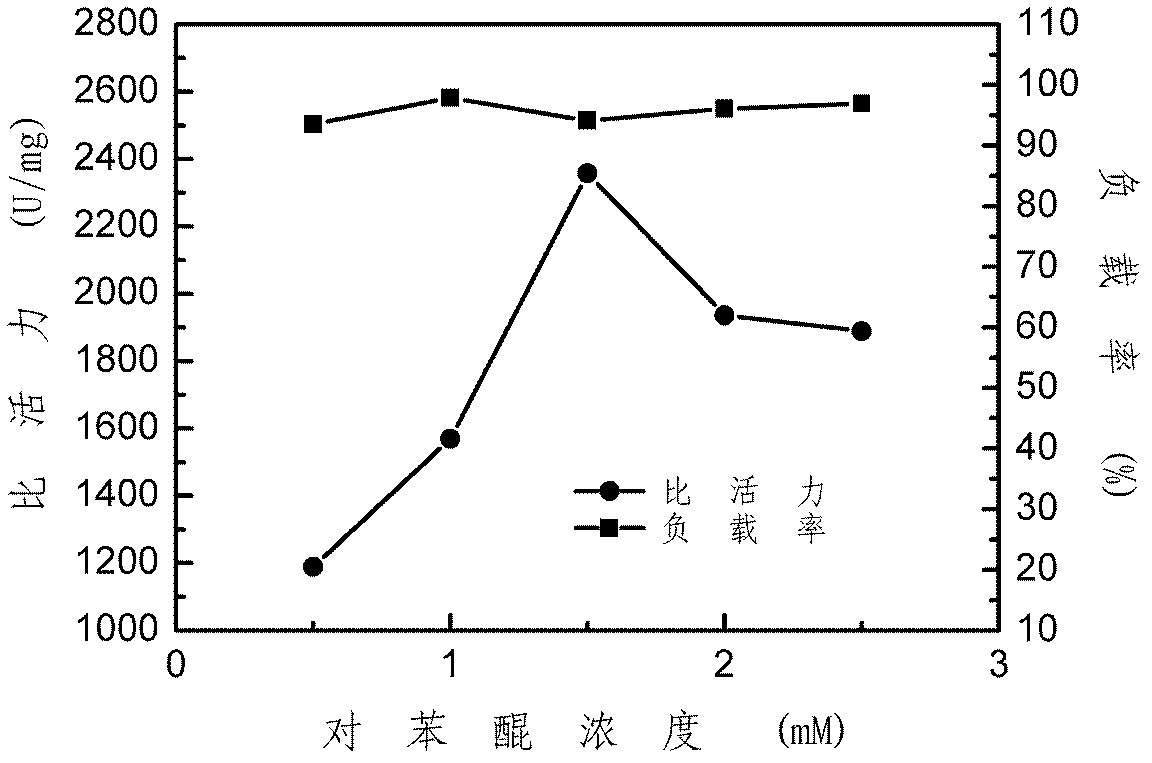 Immobilization method for thermolysin