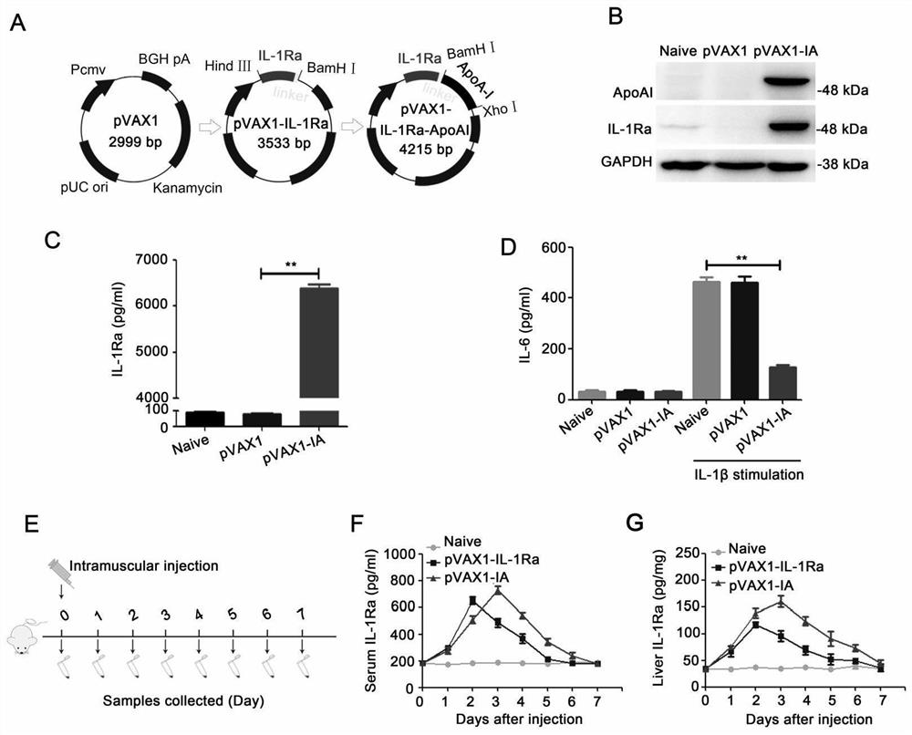 Nano drug delivery system capable of delivering genetic drug towards secondary hepatocyte in targeted mode and application