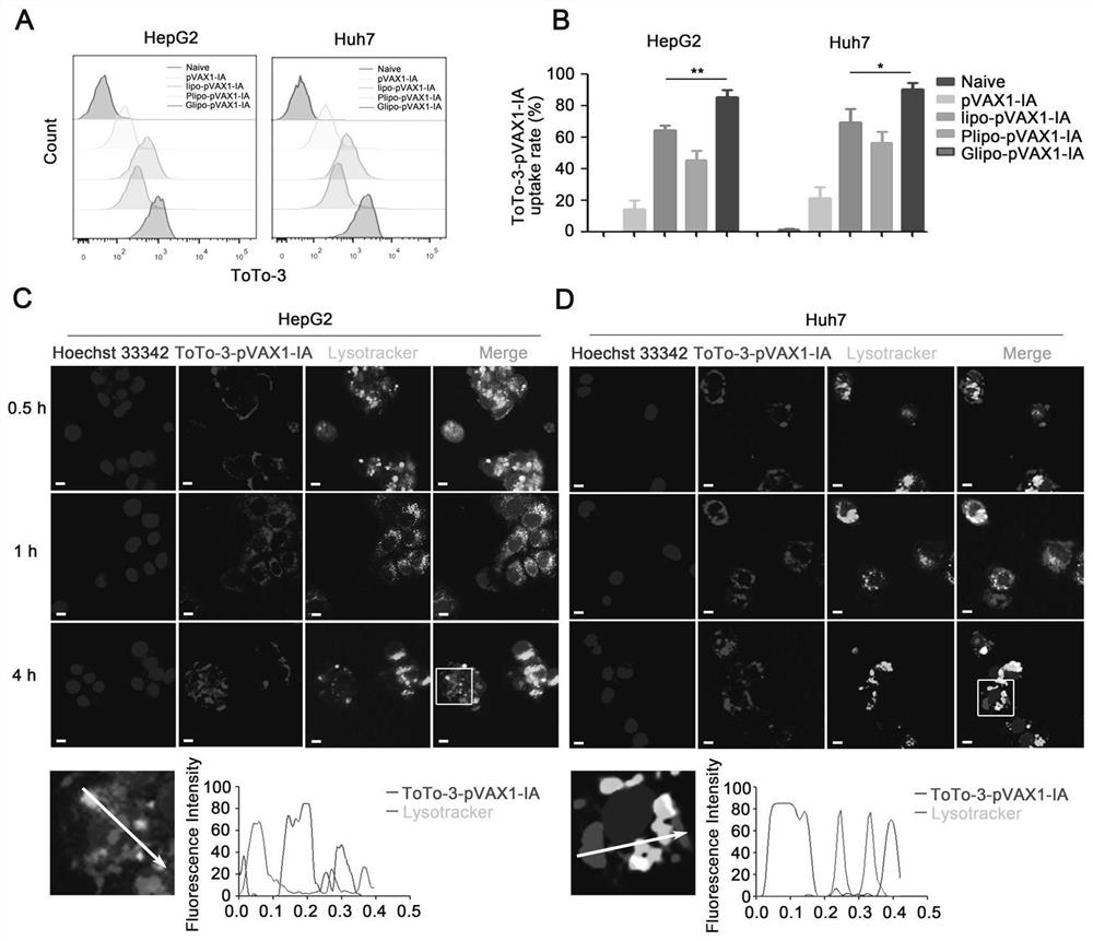 Nano drug delivery system capable of delivering genetic drug towards secondary hepatocyte in targeted mode and application