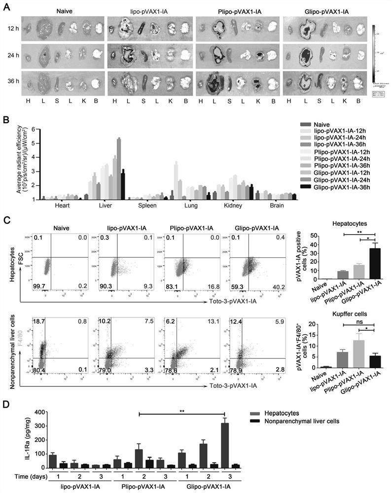 Nano drug delivery system capable of delivering genetic drug towards secondary hepatocyte in targeted mode and application