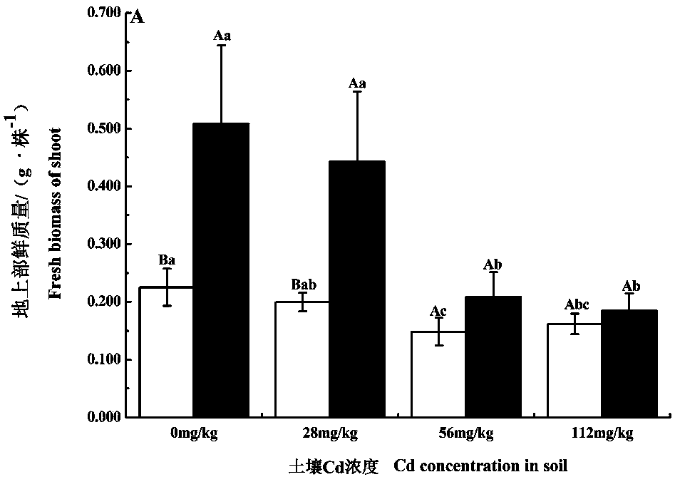 Method for restoring cadmium pollution soil by combining aspergillous sydowii with brassica juncea