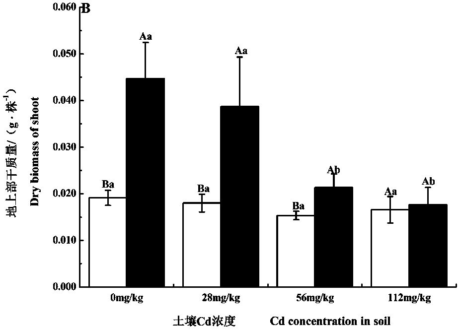 Method for restoring cadmium pollution soil by combining aspergillous sydowii with brassica juncea