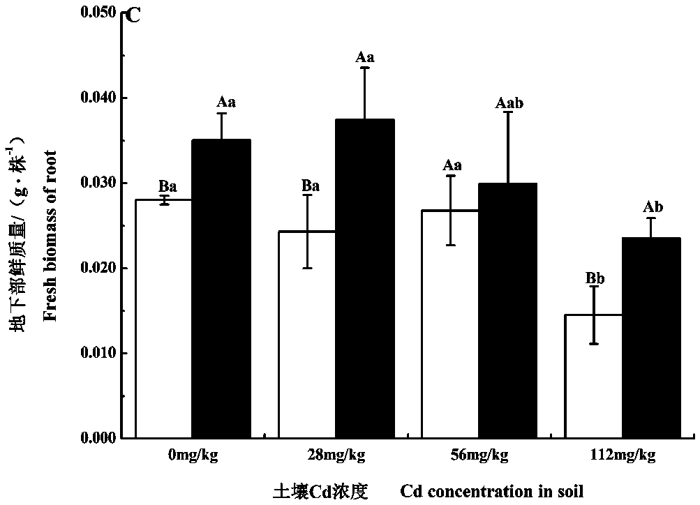 Method for restoring cadmium pollution soil by combining aspergillous sydowii with brassica juncea