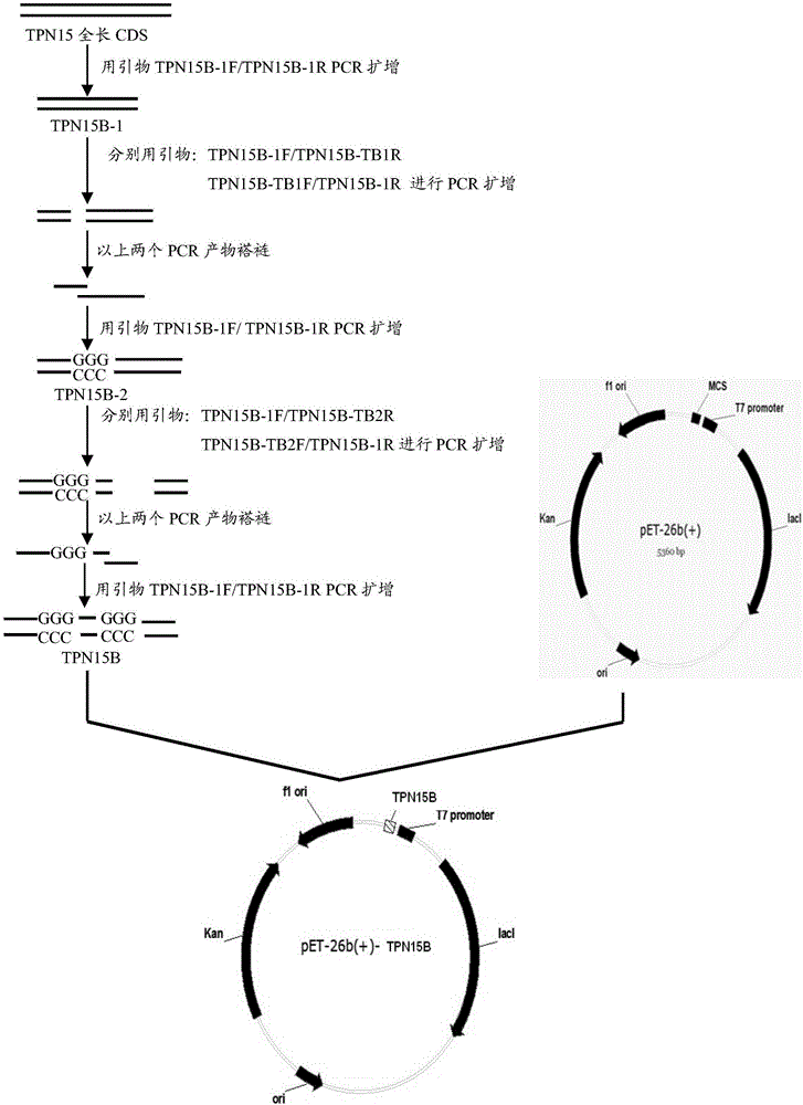 Conjugate, preparation method and application thereof