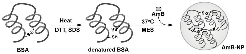 A kind of amphotericin b albumin nano-preparation and its preparation method and application