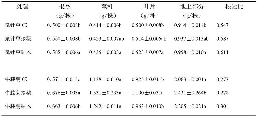 The method of improving the remediation ability of hyssop offspring to cadmium pollution by grafting