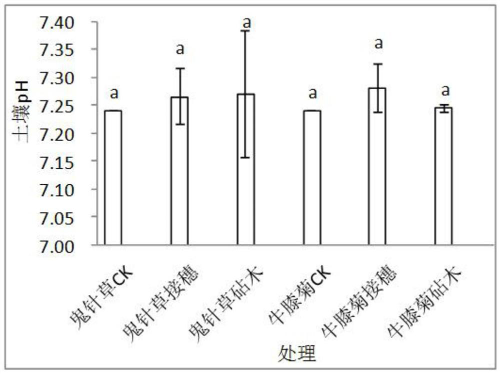 The method of improving the remediation ability of hyssop offspring to cadmium pollution by grafting