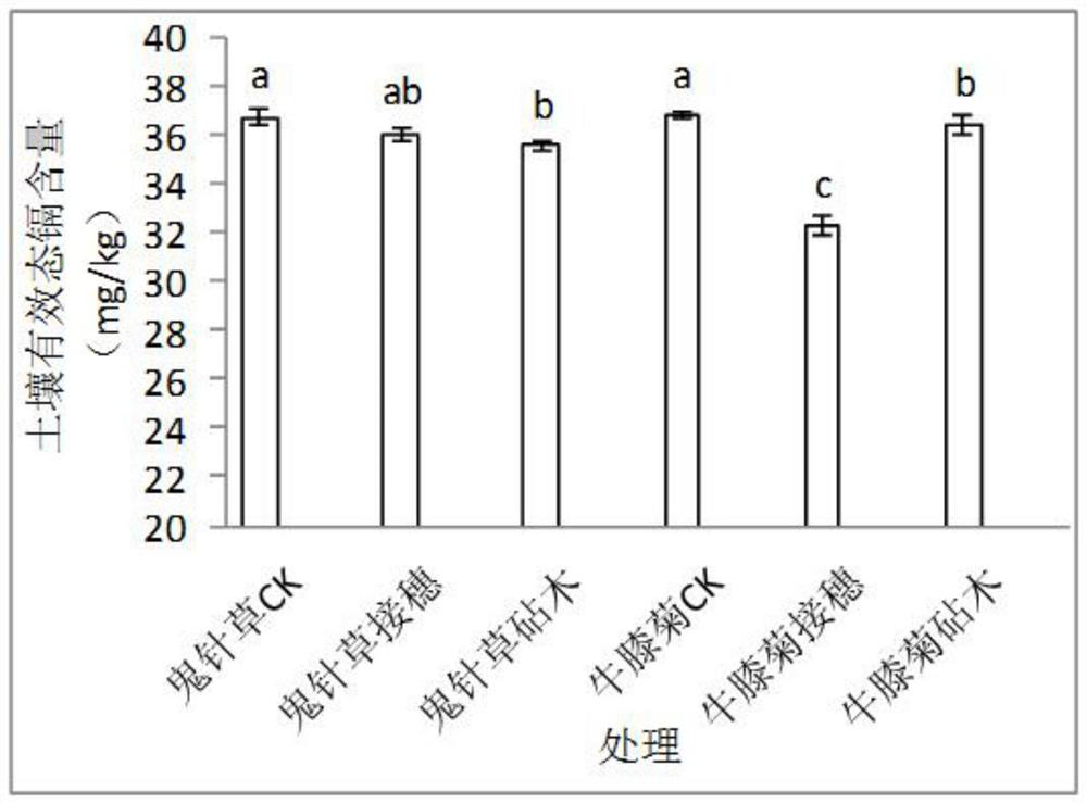 The method of improving the remediation ability of hyssop offspring to cadmium pollution by grafting