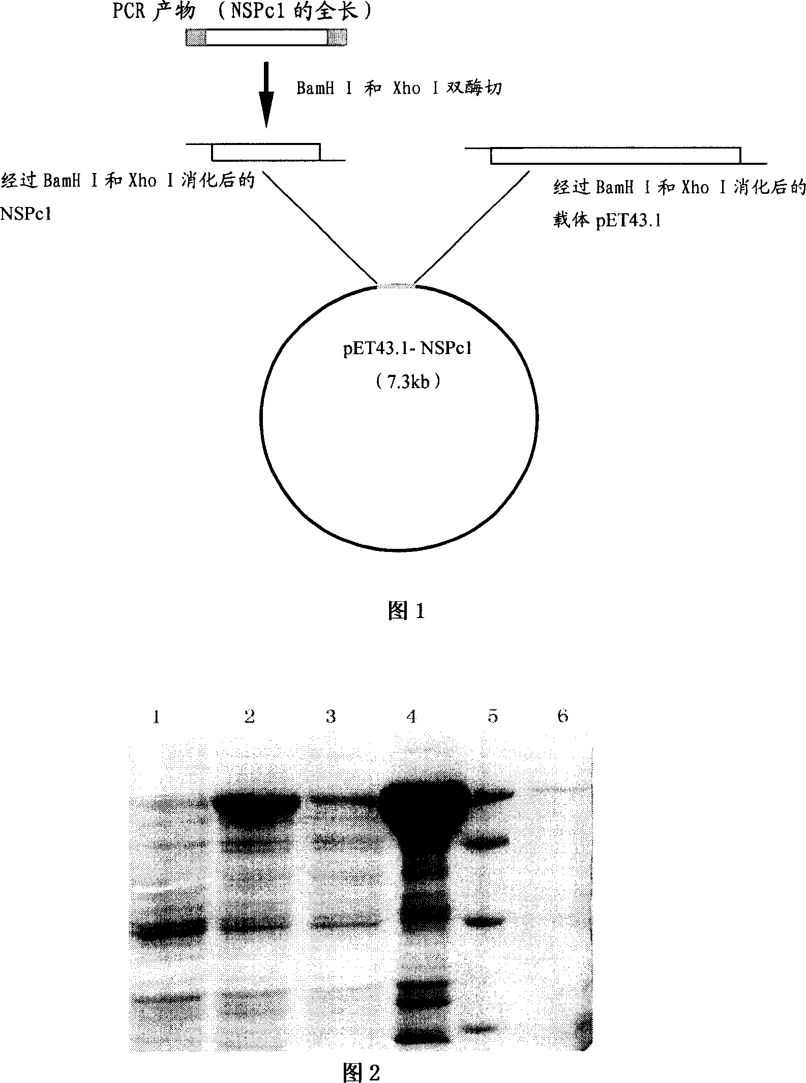 Neural protein NSPc1 having influence on nerve tumor cell differentiation by tretinoin signal pathway