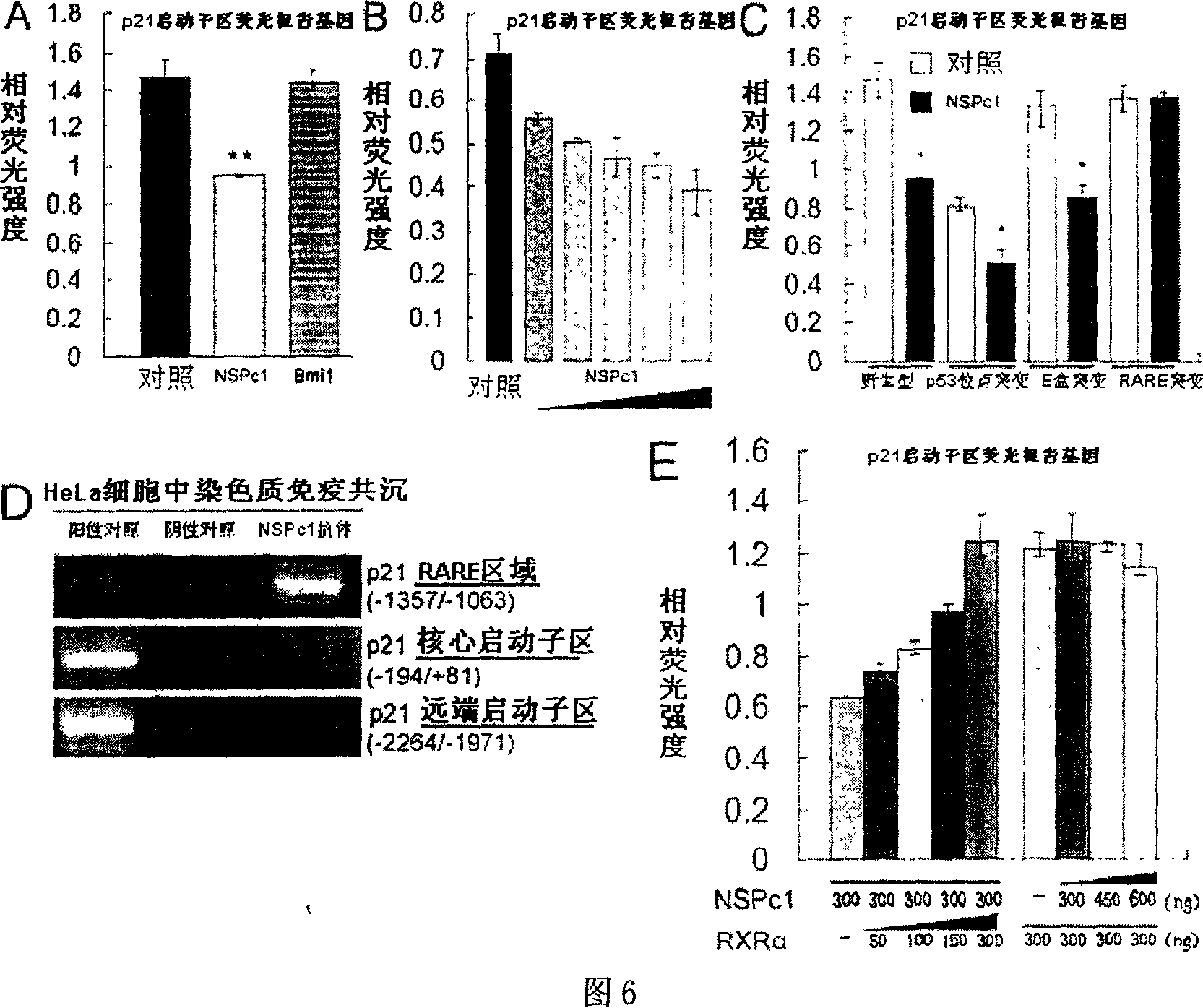 Neural protein NSPc1 having influence on nerve tumor cell differentiation by tretinoin signal pathway