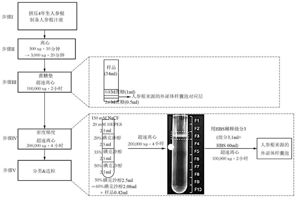 Antiaging composition comprising exosome-like vesicles derived from ginseng