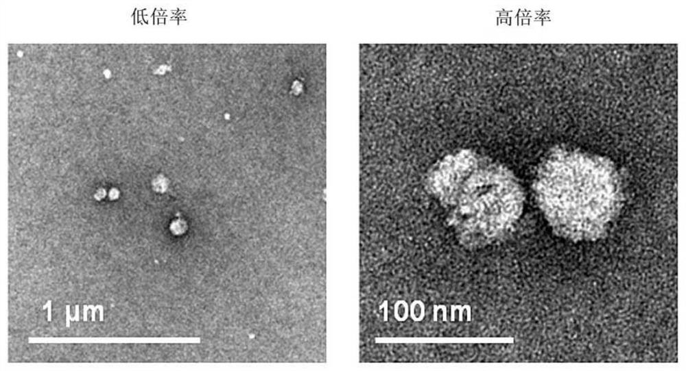 Antiaging composition comprising exosome-like vesicles derived from ginseng