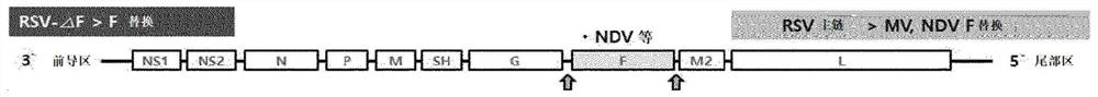 Recombinant rsv live vaccine strain and production method therefor