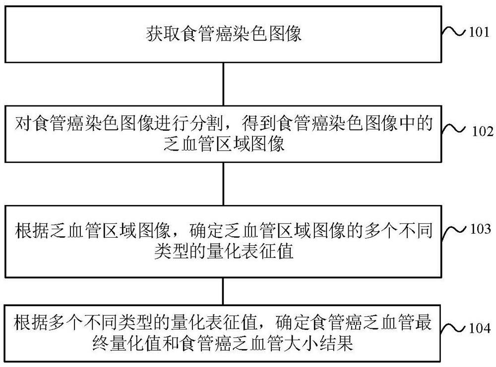 Method and system for determining size of esophageal cancer hypovascular area