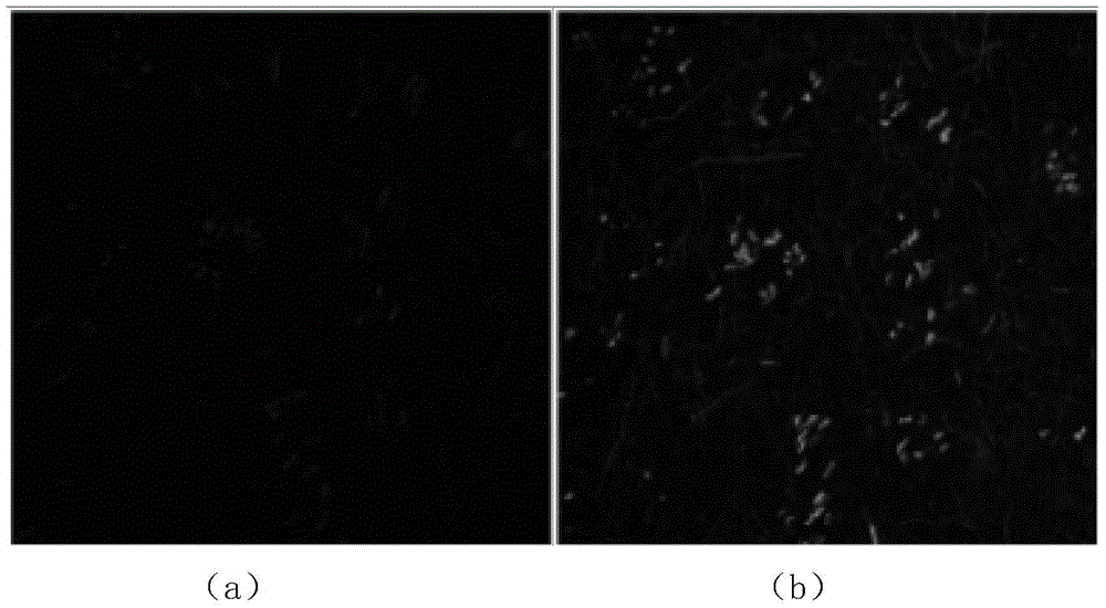 Resin embedding method for biological tissues marked by fluorescent protein and application of alkaline solution