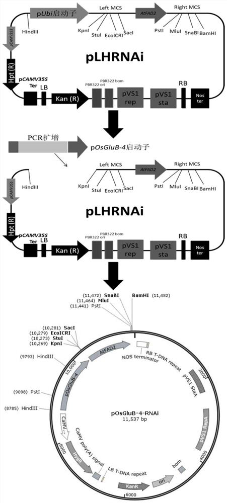 A kind of seed-specific interference vector comprising posglub-4 promoter and application thereof