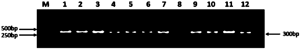 Fully human monoclonal antibody for neutralizing enterovirus 71 (EV71) and application of fully human monoclonal antibody