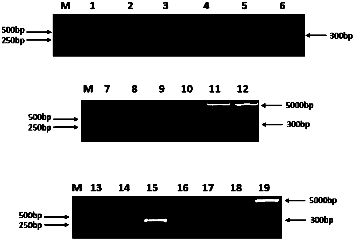 Fully human monoclonal antibody for neutralizing enterovirus 71 (EV71) and application of fully human monoclonal antibody