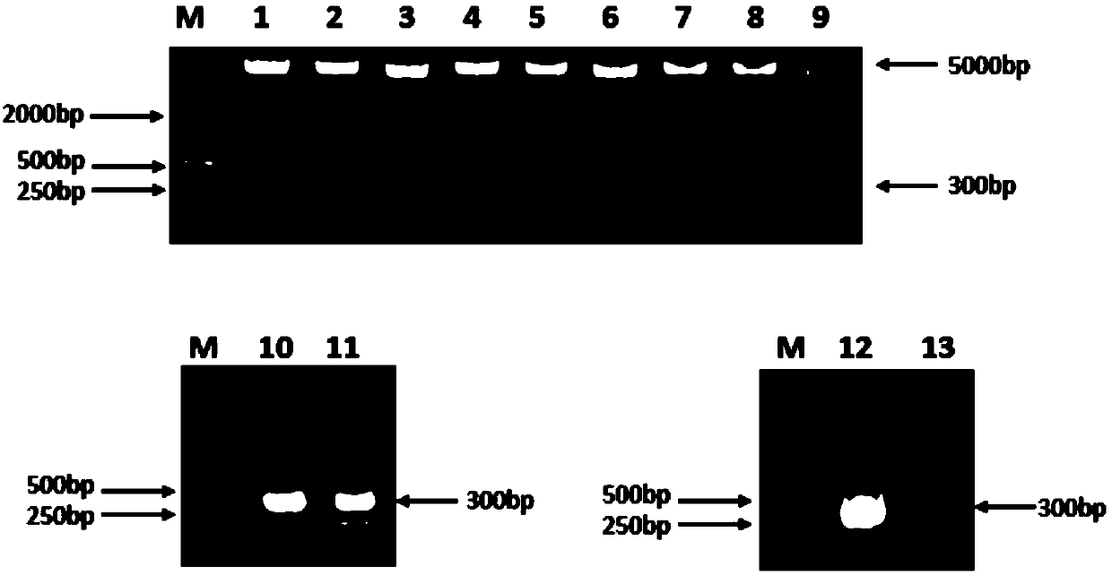 Fully human monoclonal antibody for neutralizing enterovirus 71 (EV71) and application of fully human monoclonal antibody