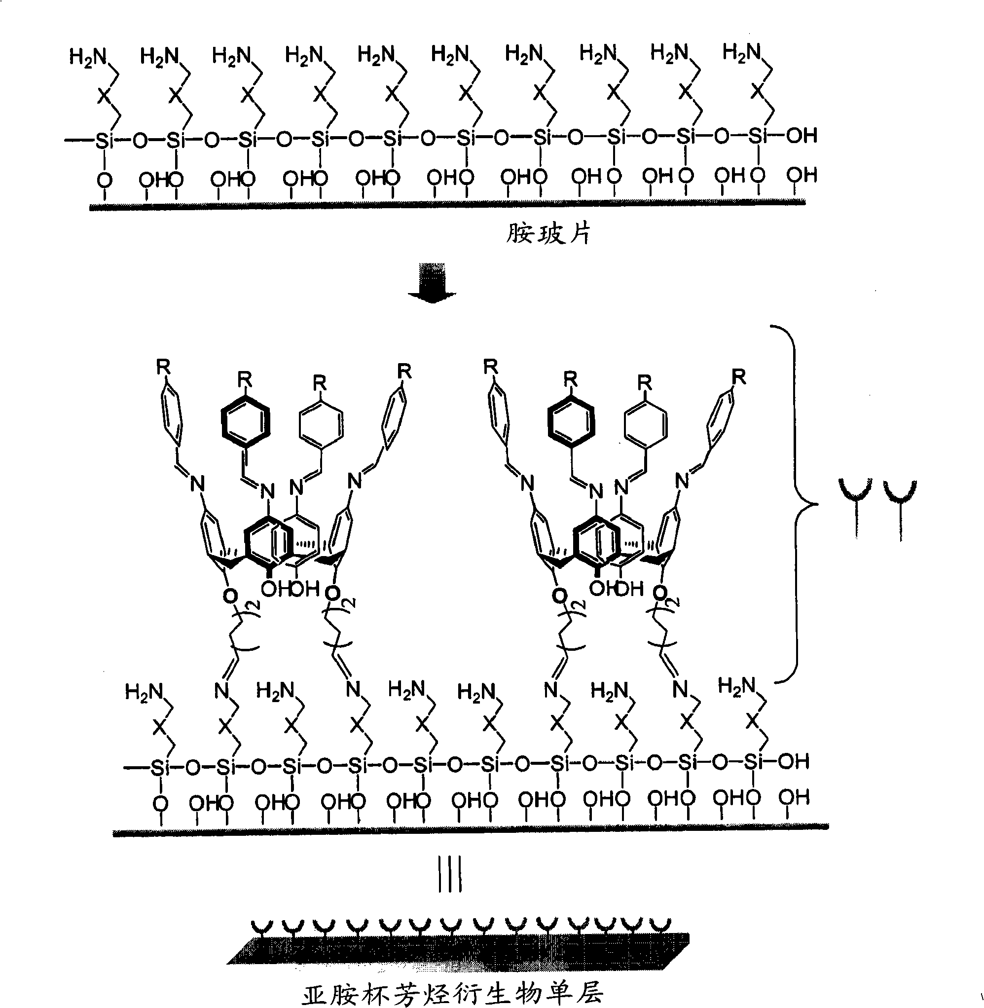 Novel iminecalixarene derivatives and aminocalixarene derivatives, method of preparation thereof, and self-assembled monolayer prepared by the method, fixing method of oligo-dna by using the self-asse