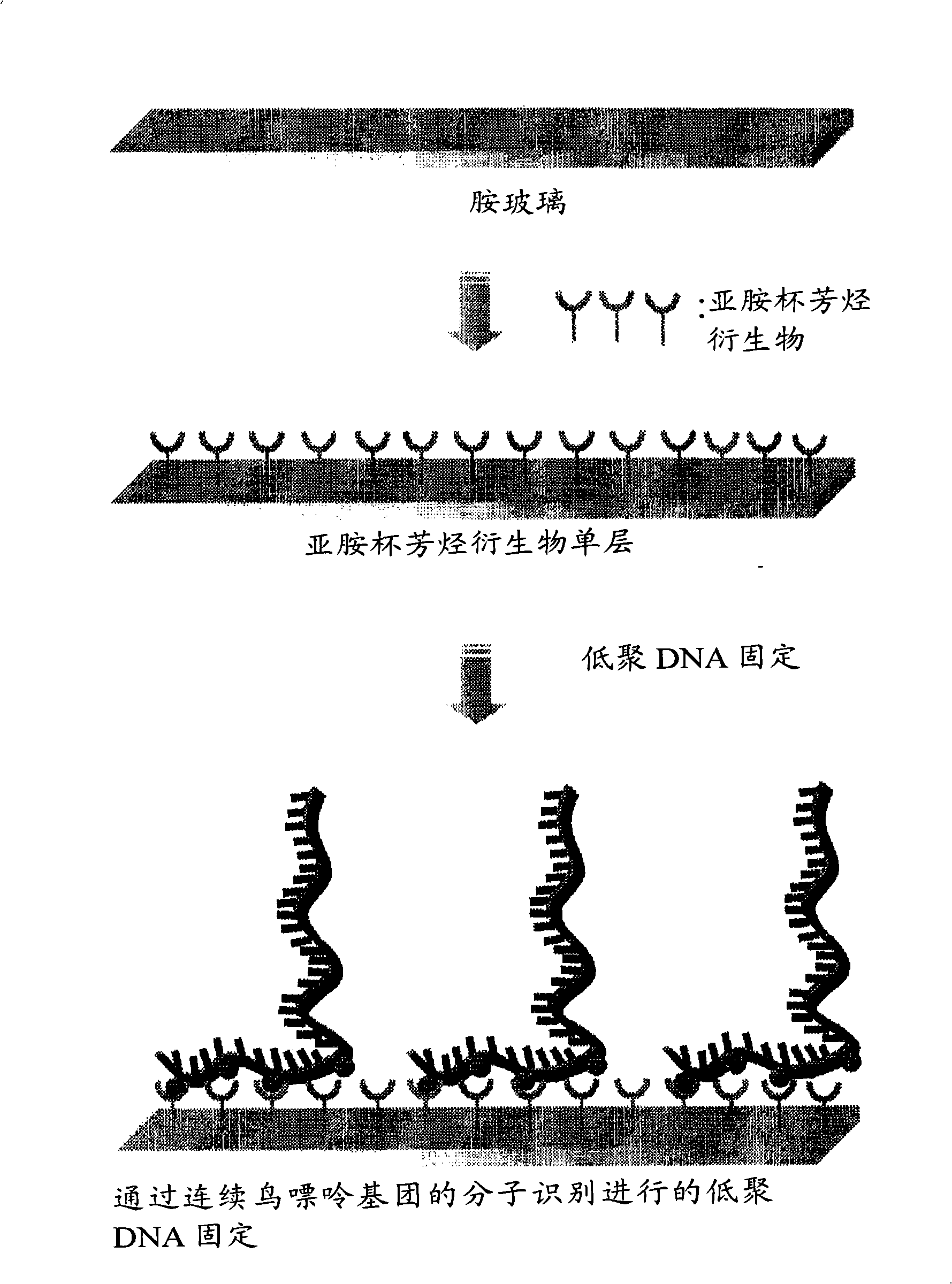 Novel iminecalixarene derivatives and aminocalixarene derivatives, method of preparation thereof, and self-assembled monolayer prepared by the method, fixing method of oligo-dna by using the self-asse